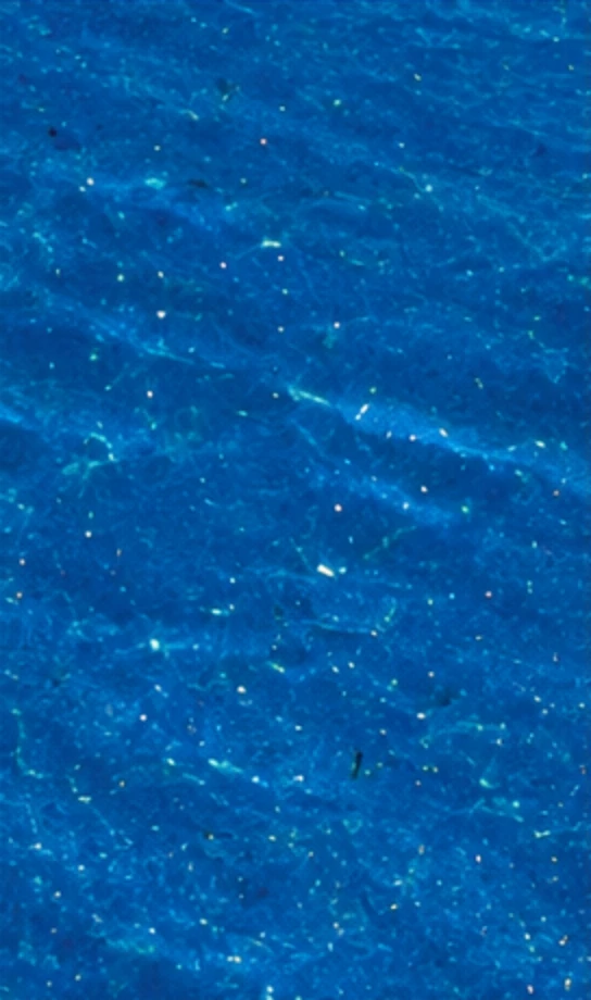 Midnight Glitter under water
