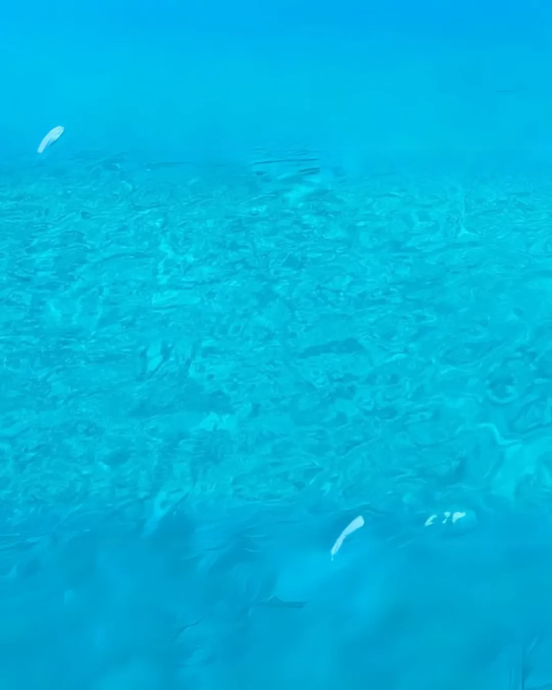 Tahitian Lime under water